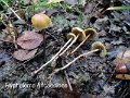 Hypholoma ericaeoides-amf984